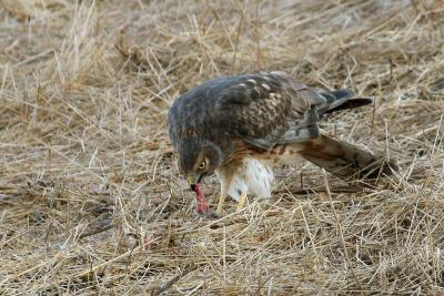Northern Harrier tearing mouse apart