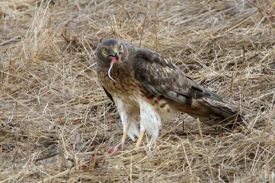 Northern Harrier chewing mouse
