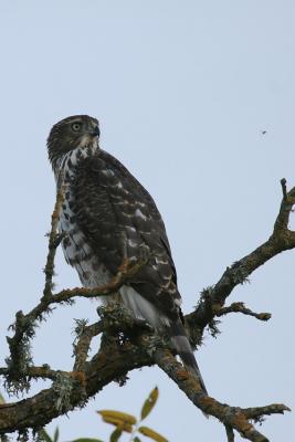 Juvenile Cooper's Hawk watching insect