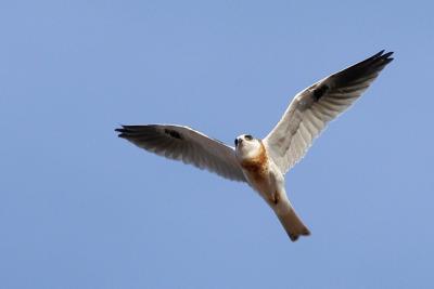 Juvenile White-tailed Kite