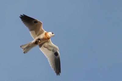 Juvenile White-tailed Kite with rodent