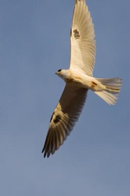 Juvenile White-tailed Kite