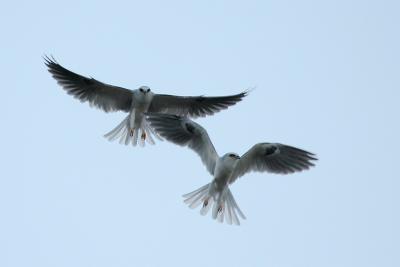 2 White-tailed Kites