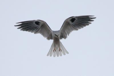 White-tailed Kite