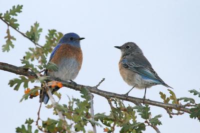 Western Bluebirds, male and female