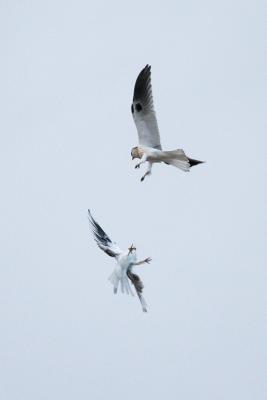 White-tailed Kites fighting