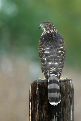 Juvenile Cooper's Hawk