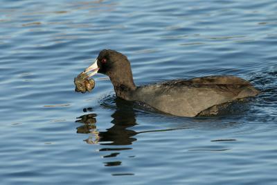 American Coot with mussels