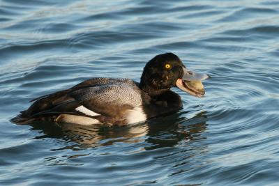 Greater Scaup with clam