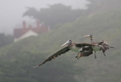 2 Brown Pelicans