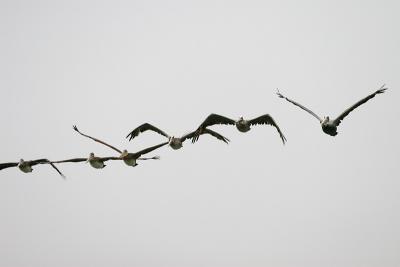 Line of Brown Pelicans