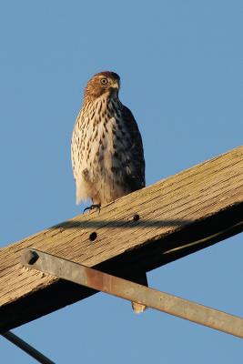 Juvenile Cooper's Hawk