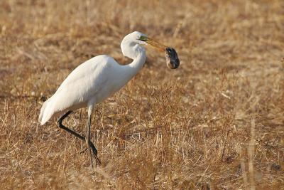 Great Egret carrying vole
