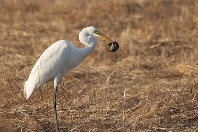 Great Egret and vole biting each other