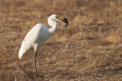Great Egret chomping on vole