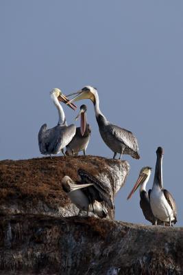 Pelicans fighting