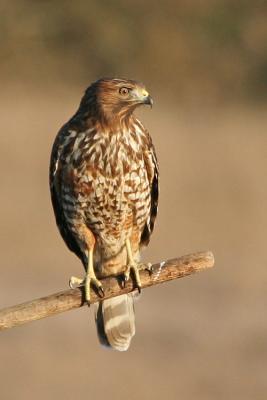 Juvenile Red-shouldered Hawk