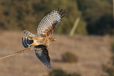 Juvenile Red-shouldered Hawk