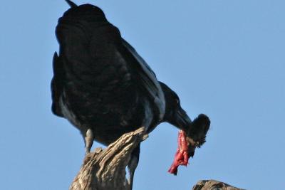 Common Raven eating vole