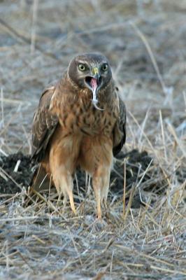 Northern Harrier eating vole