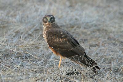 Northern Harrier