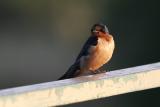 Barn Swallow