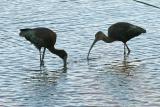 White-Faced Ibis pair