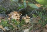 California Quail chicks