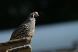 California Quail