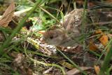 California Quail chick