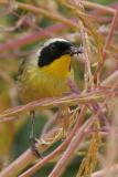 Common Yellowthroat with insect