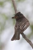 Black Phoebe with fly