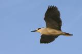 Black-Crowned Night Heron