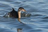 Pied-billed Grebe fledgling