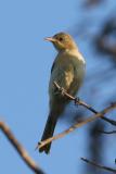 Hooded Oriole, juvenile