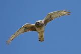 Northern Harrier