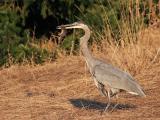 Great Blue Heron with rodent