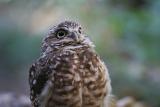 Burrowing Owl looking up