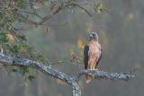 Red-tailed Hawk, Rufous Morph
