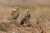 2 Burrowing Owls