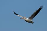 American White Pelican