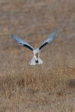 White-tailed Kite catching vole