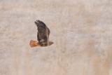 Red-tailed Hawk, Rufous Morph