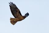 Red-tailed Hawk, Rufous Morph