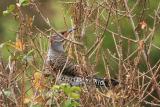 Intergrade Northern Flicker