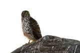 Juvenile Coopers Hawk