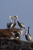 Pelicans fighting