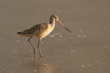 Marbled Godwit