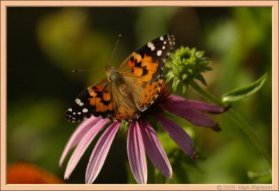 Painted Lady