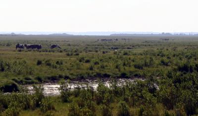 Chincoteague